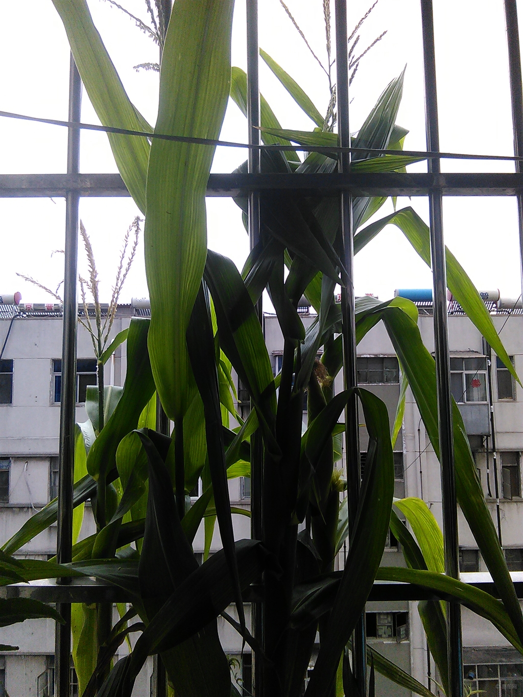 如何种植玉米盆栽 54a9081a9eda426f9c99ccdca6bcdc45.jpg