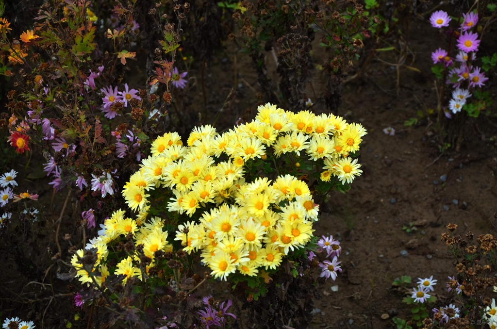 菊花爆满山的简谱_菊花爆满山(3)