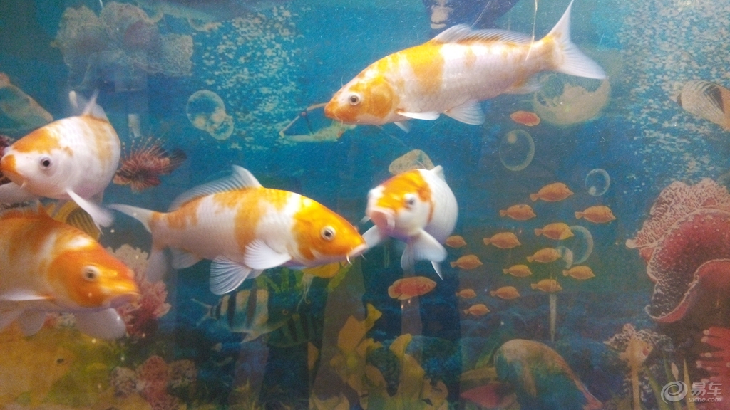 寿命长的小鱼 a7993affd19a439c96c029ec2bf7e325.jpg