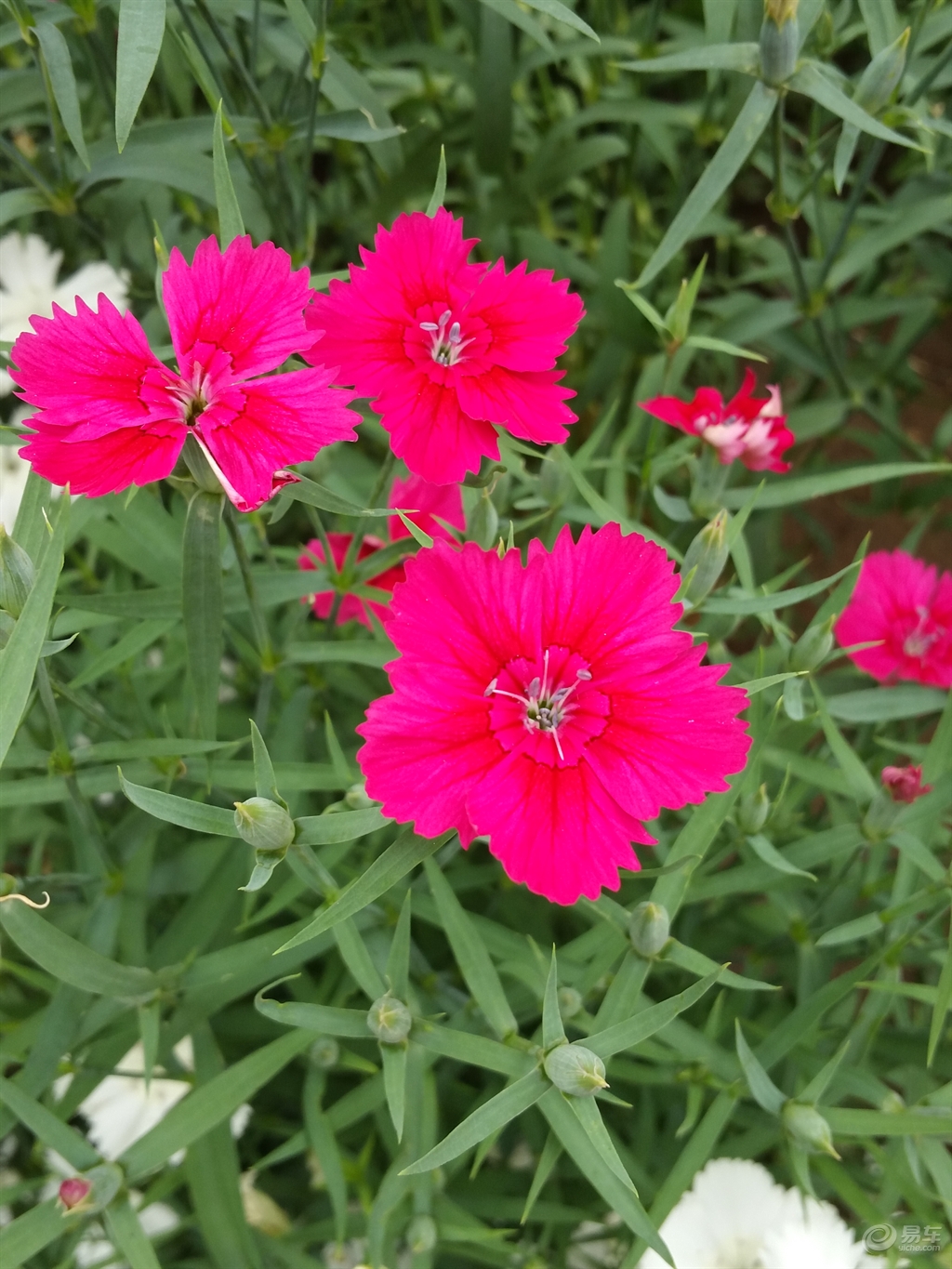 各种颜色的小花叫什么 f0d1d91724d54478b431014b3fba45ef.jpg