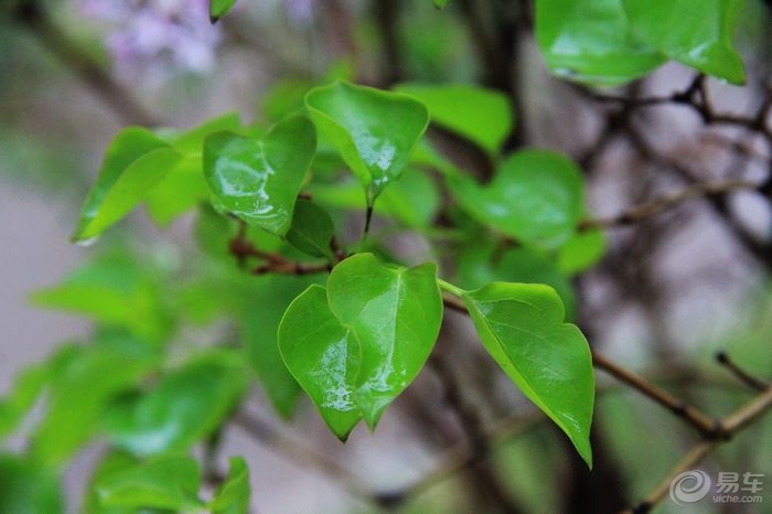 夏季雨高清