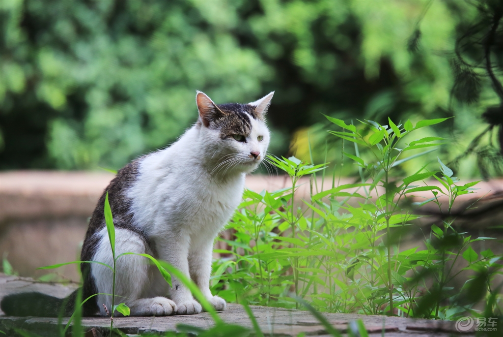 月牙猫高清