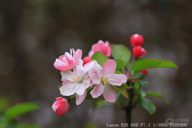 【一从梅粉褪残妆,涂抹新红上海棠。】_河南车