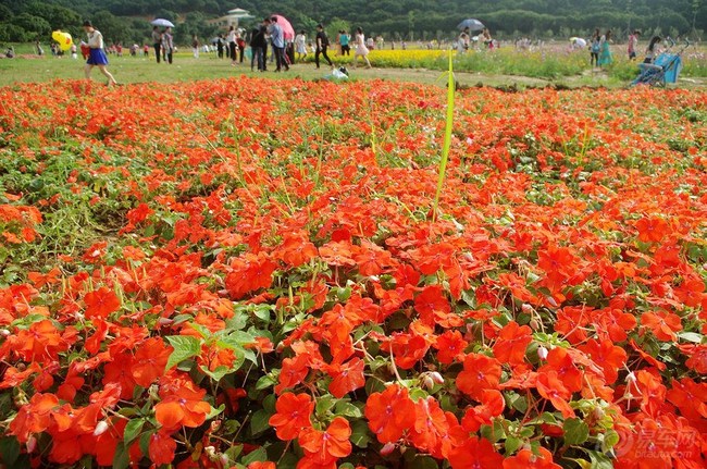 【清溪大王山 花海世界 】_宝来论坛