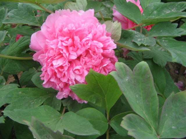 fa5ed486-d80f-41d8-90eb-eb58df439db0_650_0_max_jpg.jpg