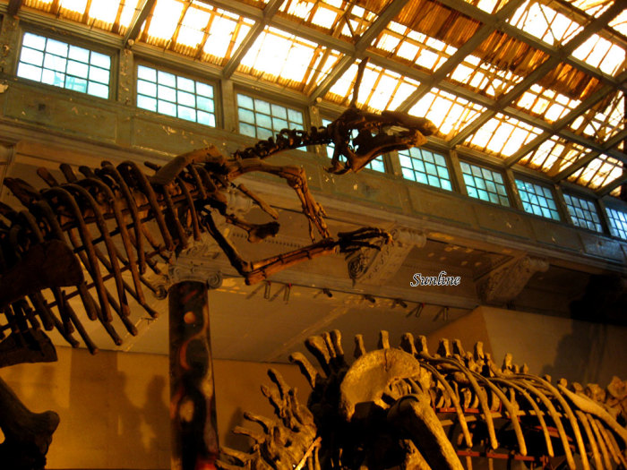 【上海自然博物馆风景图片