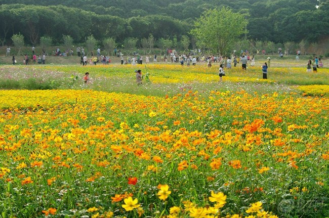 【清溪大王山 花海世界 】_宝来论坛