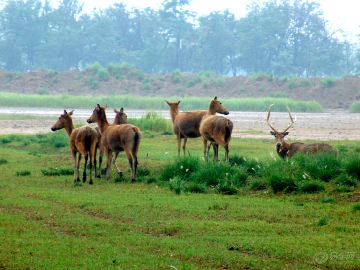 【大丰麋鹿保护区周边自驾游_大丰麋鹿保护区
