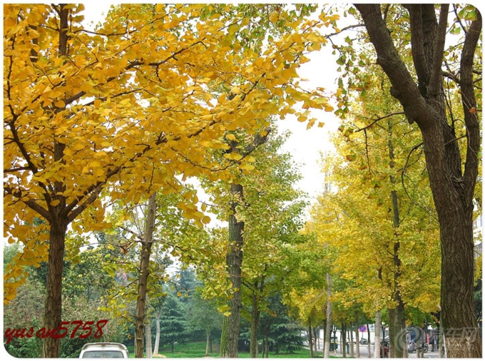 【再拍银杏,敬请<em>兄弟姐妹</em>们<em>多</em>提宝贵意见!】_