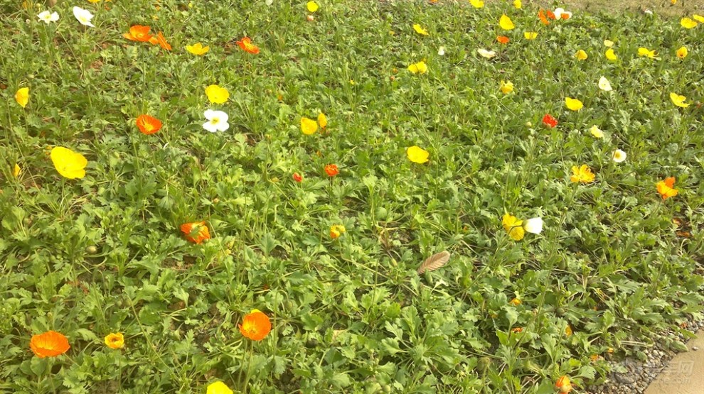 【晒太阳【私密区】风景.未开放地带】_四川论