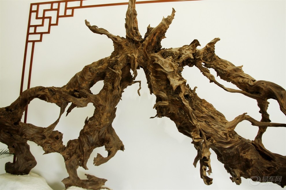 【湖州一日游之古木博物馆】_POLO论坛图片集锦_汽车论坛-易车网