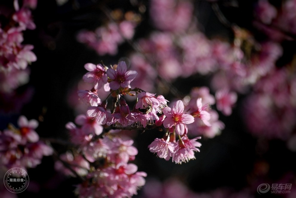 【盛开的苦樱桃花】_摄影论坛图片集锦