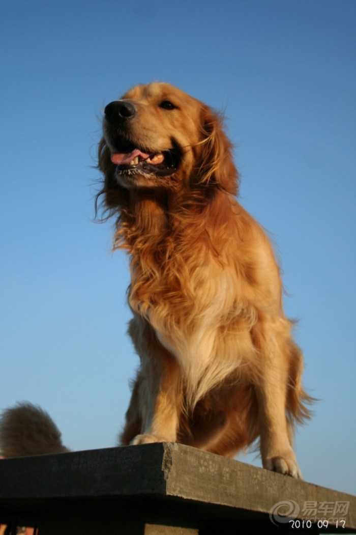 【熊猫宠物日记★怀念我家の金毛犬-小P(小屁