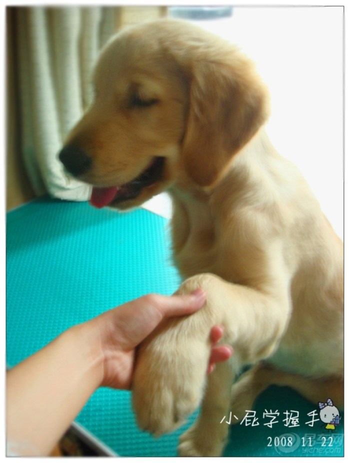 【熊猫宠物日记★怀念我家の金毛犬-小P(小屁