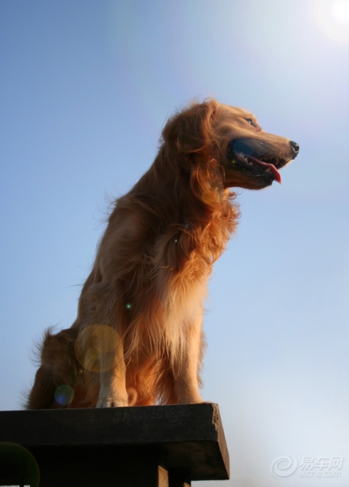 【熊猫宠物日记★怀念我家の金毛犬-小P(小屁