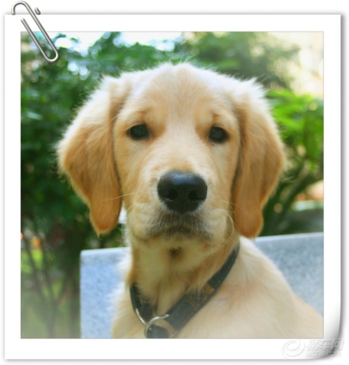 【熊猫宠物日记★怀念我家の金毛犬-小P(小屁