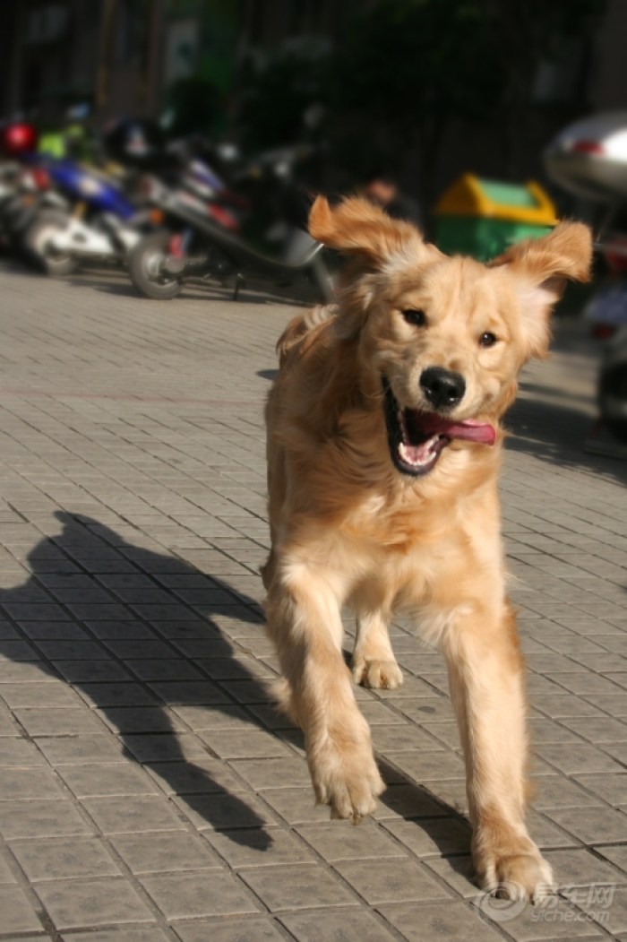 【熊猫宠物日记★怀念我家の金毛犬-小P(小屁