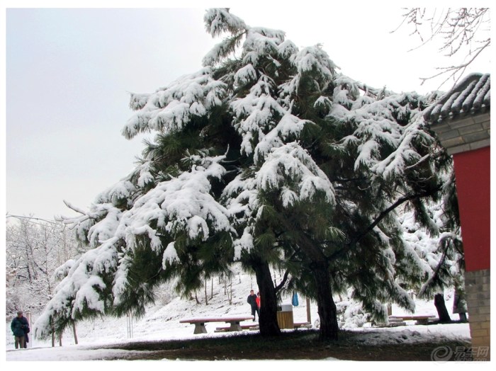 【节能功效·感受雪域青松受冻情形】_广东车