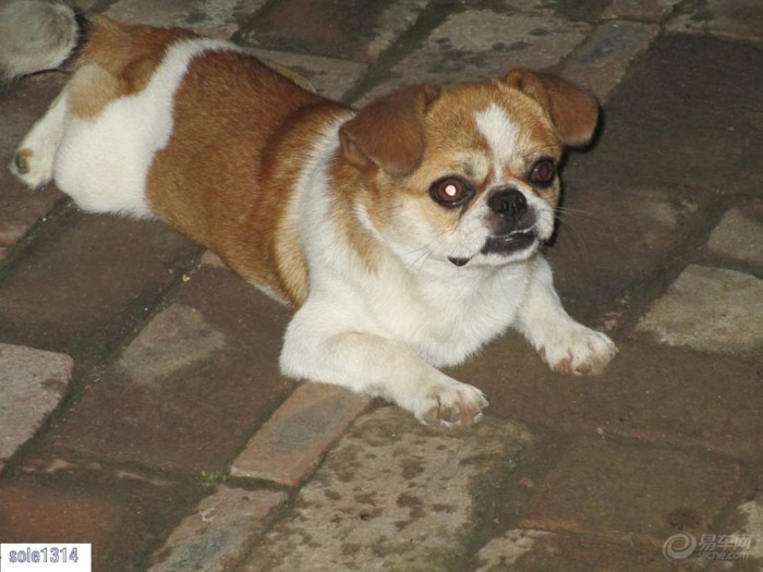 【【精华帖大比拼80】小狗贝贝卖萌记】_江苏