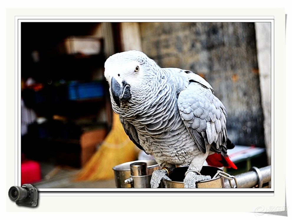 【【顽皮的鹦鹉拍摄 】 第二季】_安徽论坛图