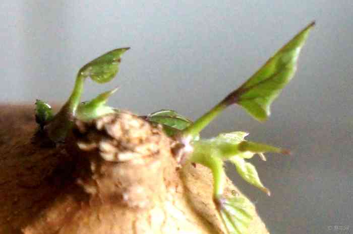 【耗油扁豆】美食之旅论坛论坛