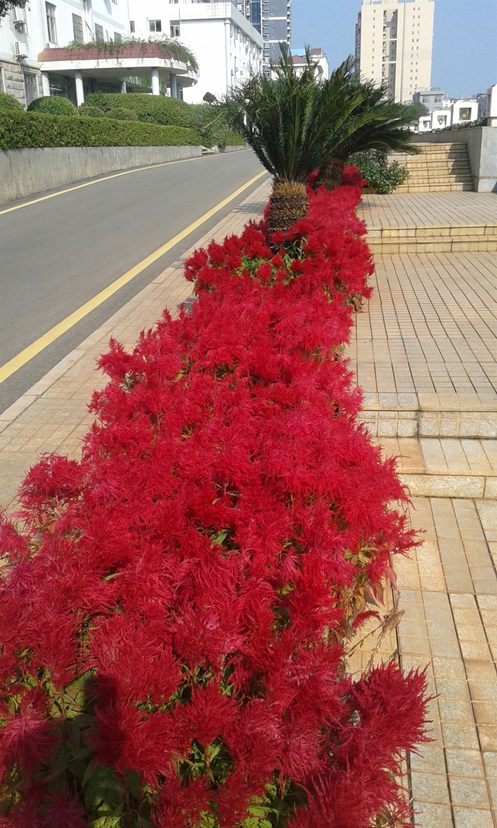 漂亮的花草树木