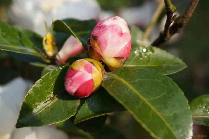 【冬日花开 32】江苏论坛论坛