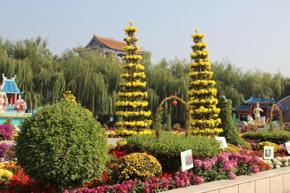 【【主题活动 我的家乡】逛龙园古镇 品菊花之