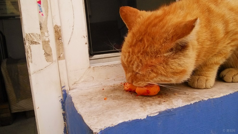 【【原创】馋嘴大黄猫(续)】_山西论坛图片集锦_汽车论坛-易车网