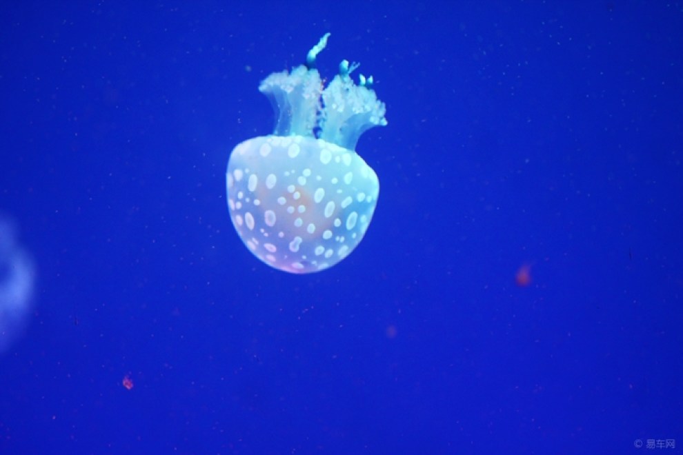 【水母,水母是无脊椎动物,属于刺胞动物门中的