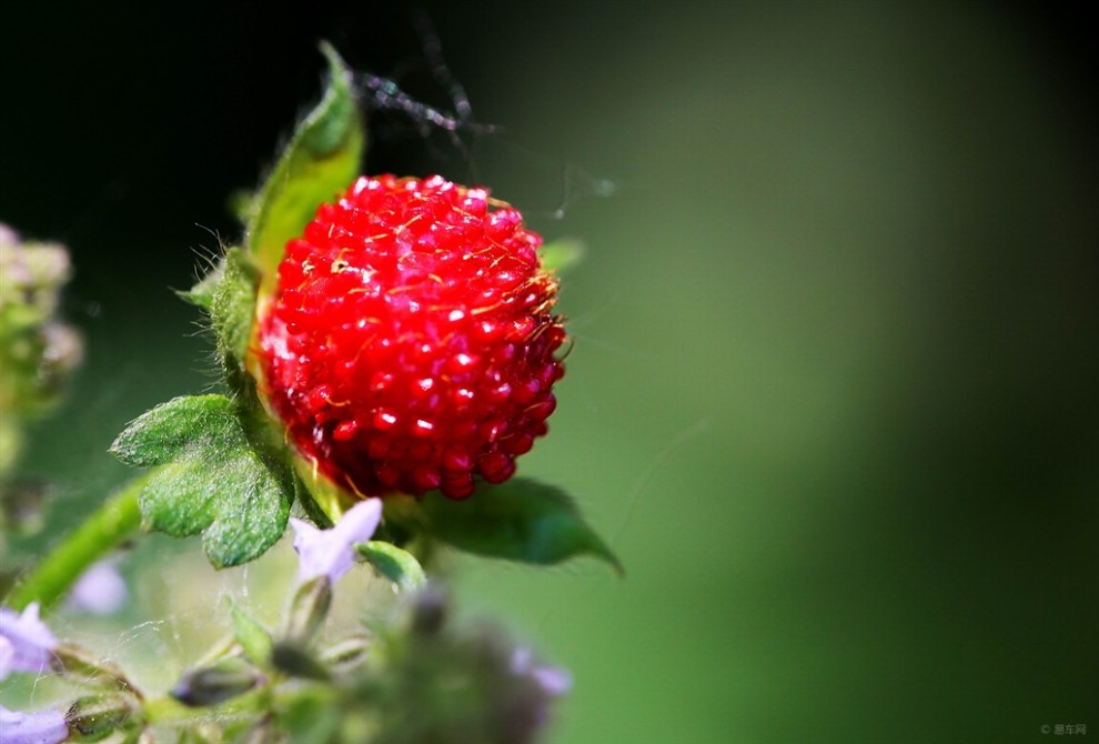 【蛇莓花】_宠物当家论坛图片集锦