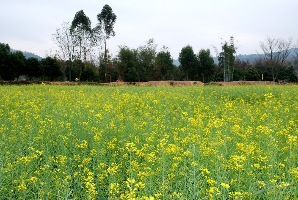 又是一年油菜花开—广州市内油菜花景点