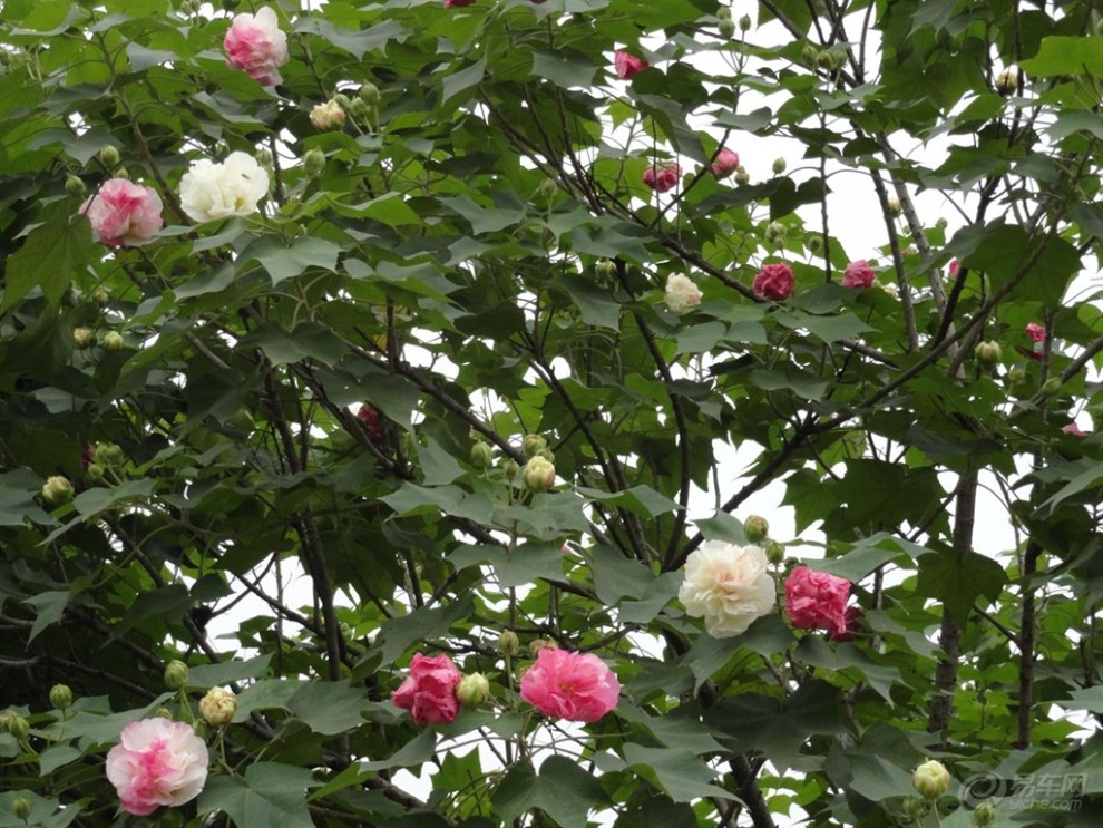 【芙蓉花几月开,芙蓉花花语】_四川论坛图片集