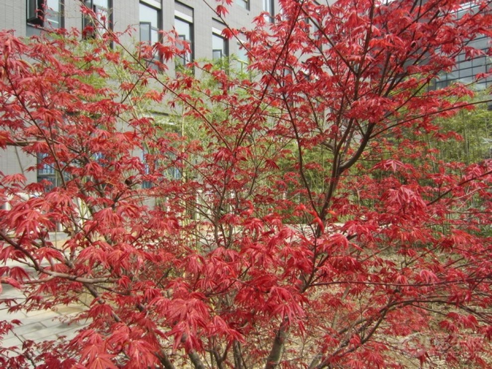【春天赏红叶---鸡爪槭】_河北论坛图片集锦