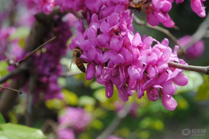 【饭后走一走赏花寻拍午后一段时光】_安徽车