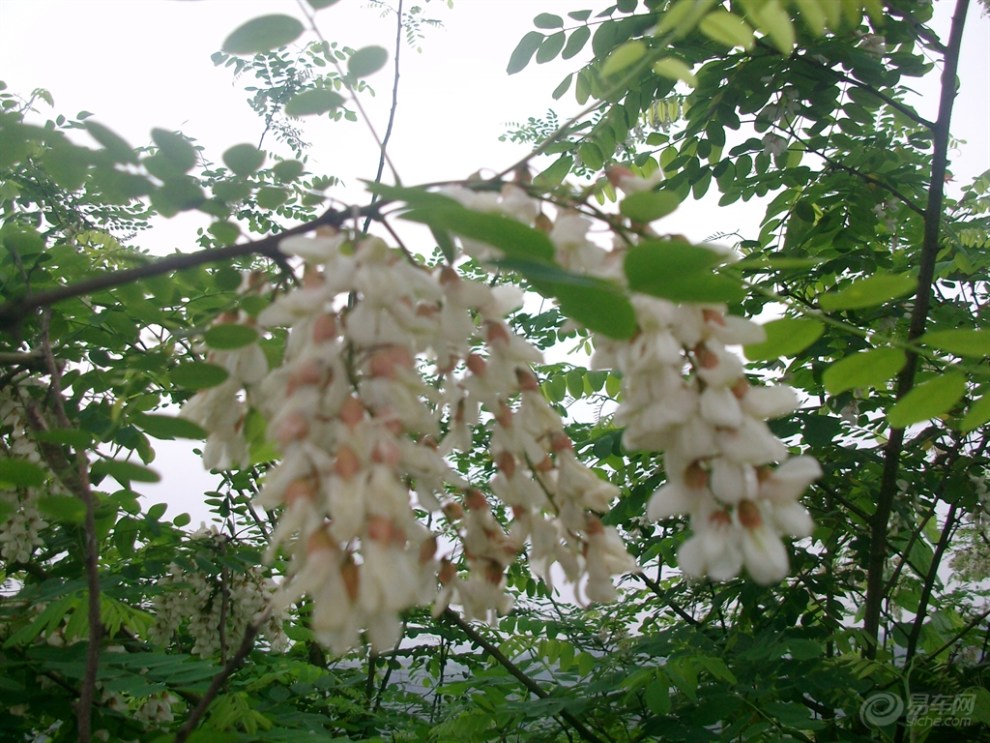 美丽的杨槐树