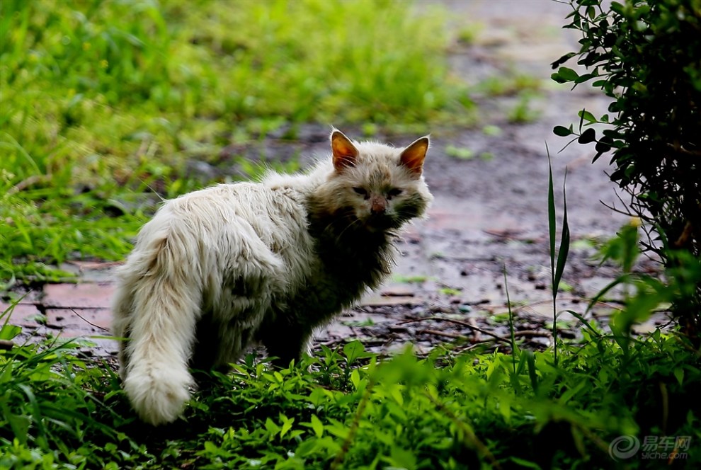 【可怜的流浪猫】_安徽论坛图片集锦_汽车论坛-易车网