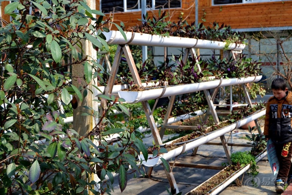 【【申精】室内盆栽蔬菜观景】_江苏论坛图片