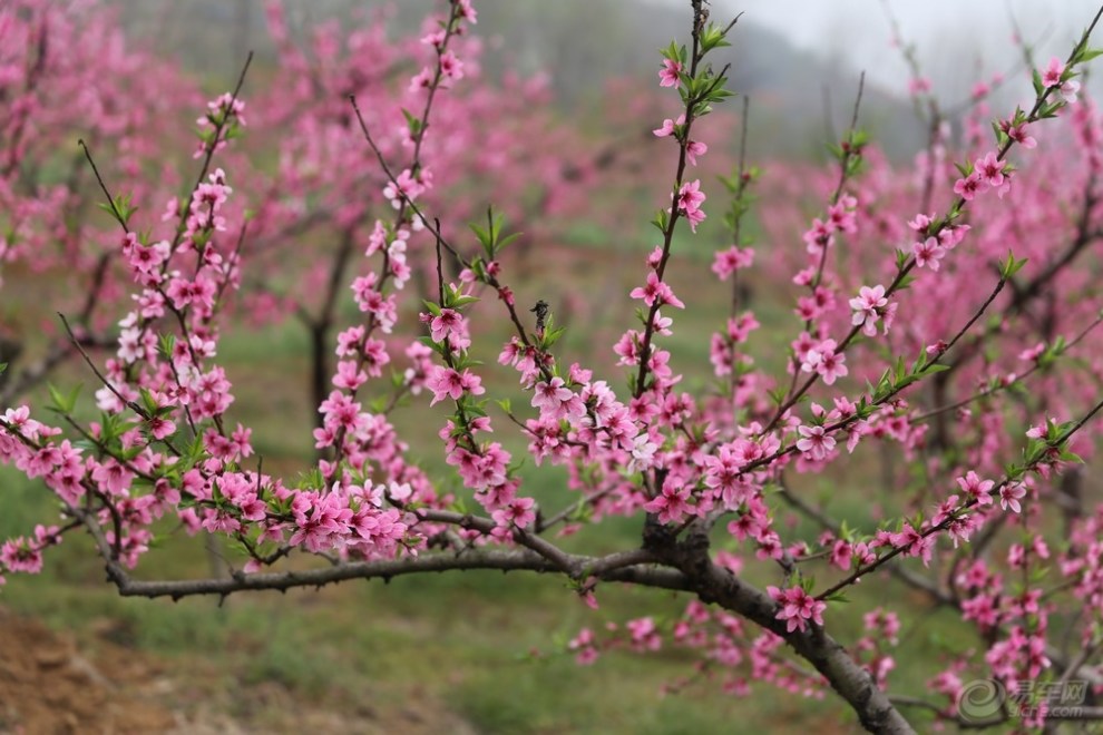 【【寻路传奇NO.12】【嘉行天下】又是一年桃