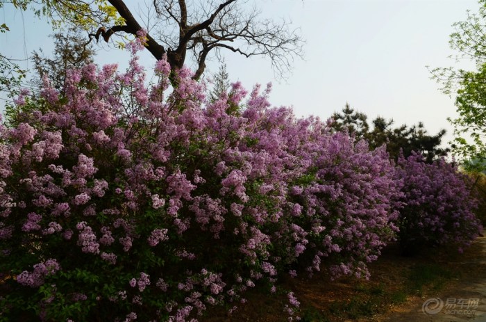【【丁香花开】】_云南车友会