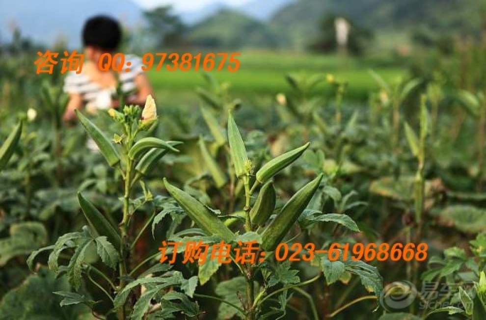 【黄秋葵的功效与作用】_美食之旅图片集锦_