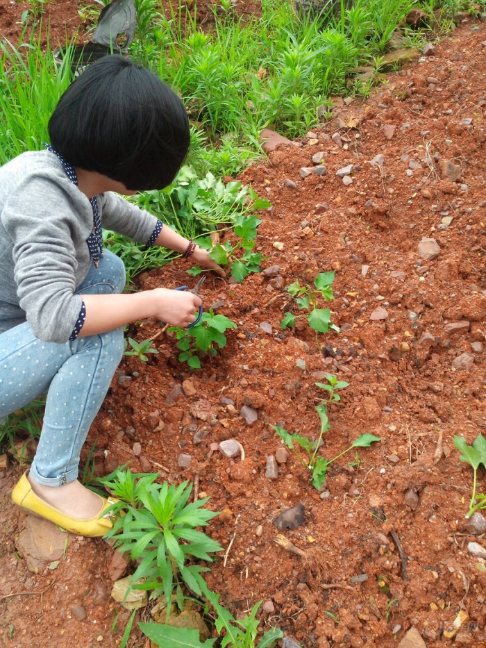 【【户外序曲】体验生活--种红薯】_驴行户外