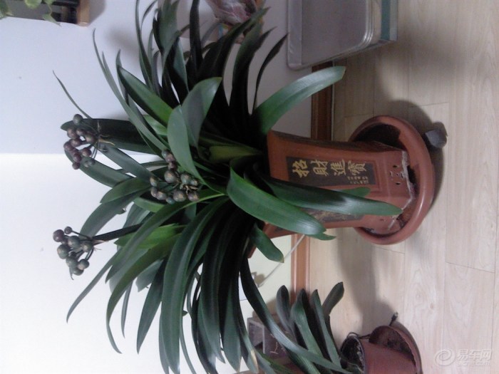 【君子兰种子和花骨朵儿,还不错哦】_山东车友