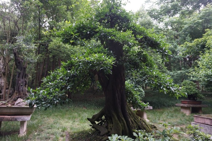 【游黄果树大瀑布景区--奇石盆景园】_长城C3