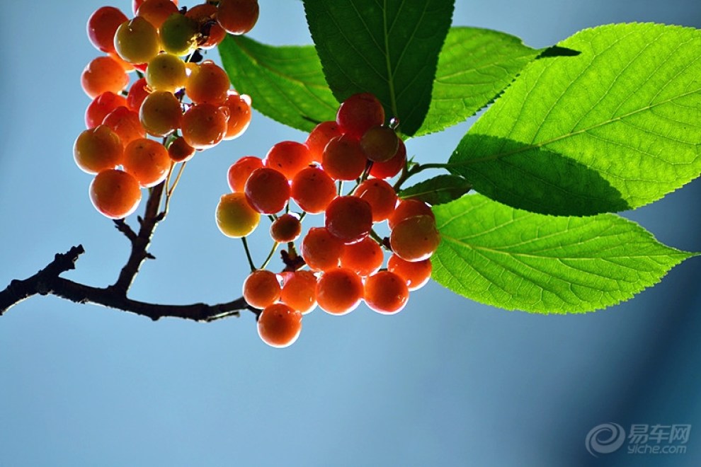 【【首发】【CD】又到樱桃成熟时!】_重庆社