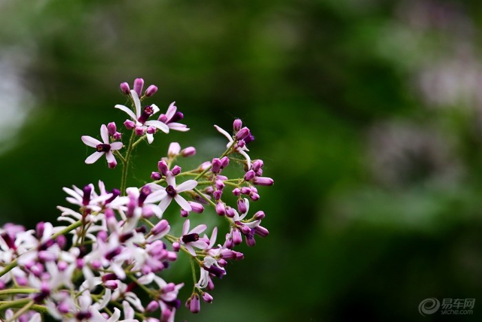 花蕊呈紫色棒状,花蕊头似喇叭口,周围呈紫色,蕊心呈,布满了花粉