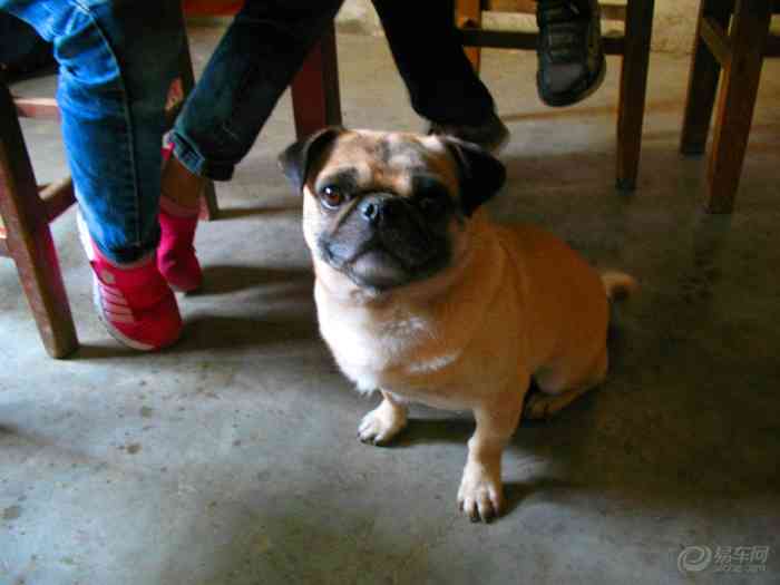 【【家有捣蛋鬼】哈巴狗传】宠物当家论坛论坛