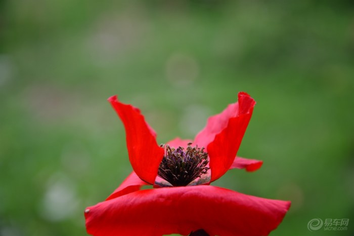 【【琳琅满目】南昌拍花第四集--杂花篇】_江