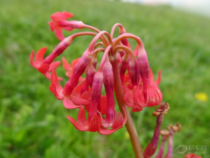 【狂风、暴雨、雷电、冰雹下的海坨扎营】_驴