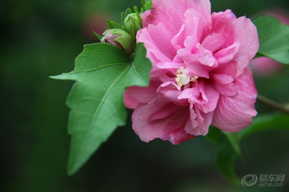 【【每日图鉴】看花】_安徽论坛图片集锦